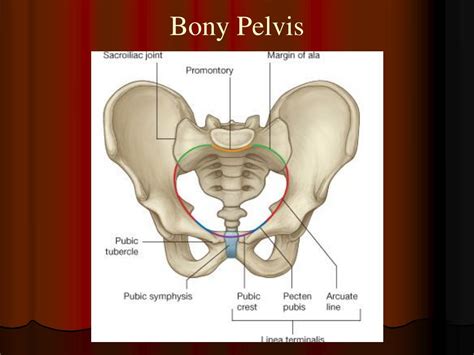 bony pelvis